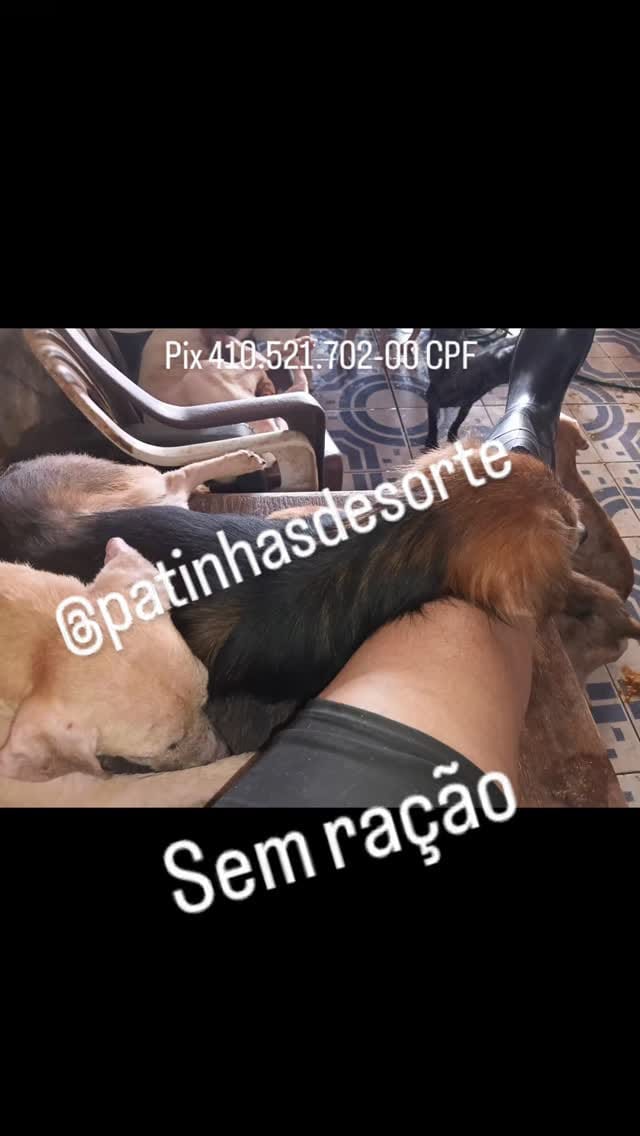 Post 6 by Patinhas De Sorte on Instagram (video)
