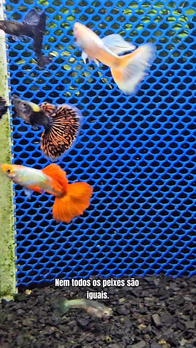 Post 4 by Marchezi Guppy Farm on Instagram (video)