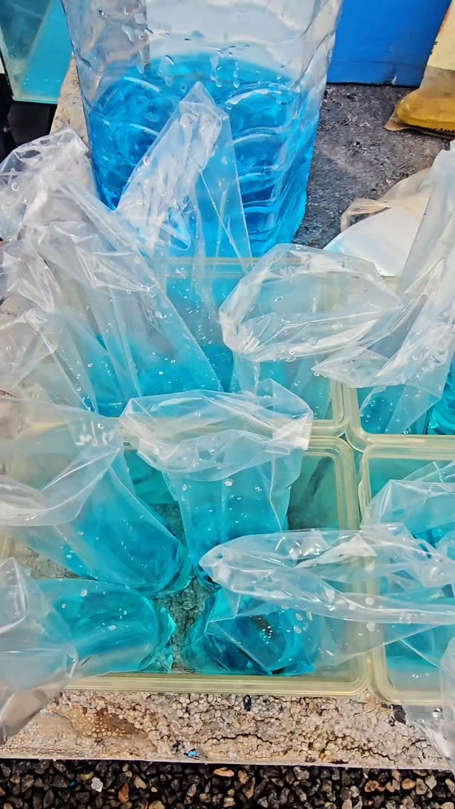 Post 6 by Marchezi Guppy Farm on Instagram (video)