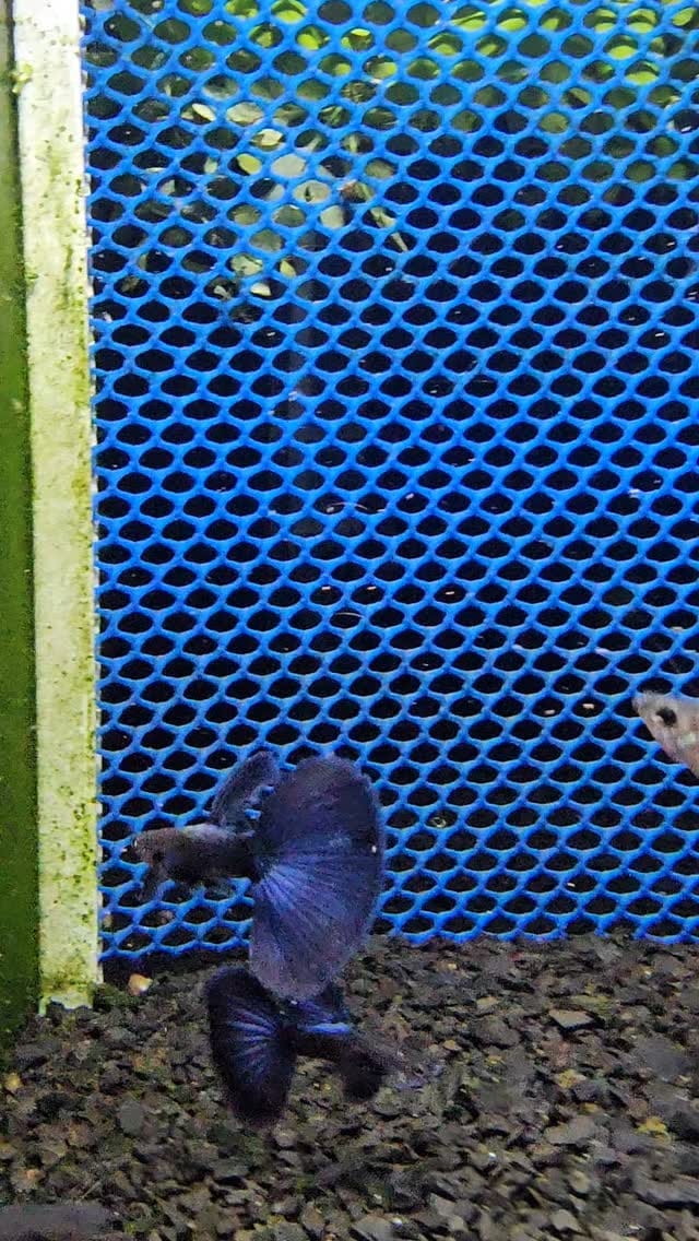 Post 1 by Marchezi Guppy Farm on Instagram (video)