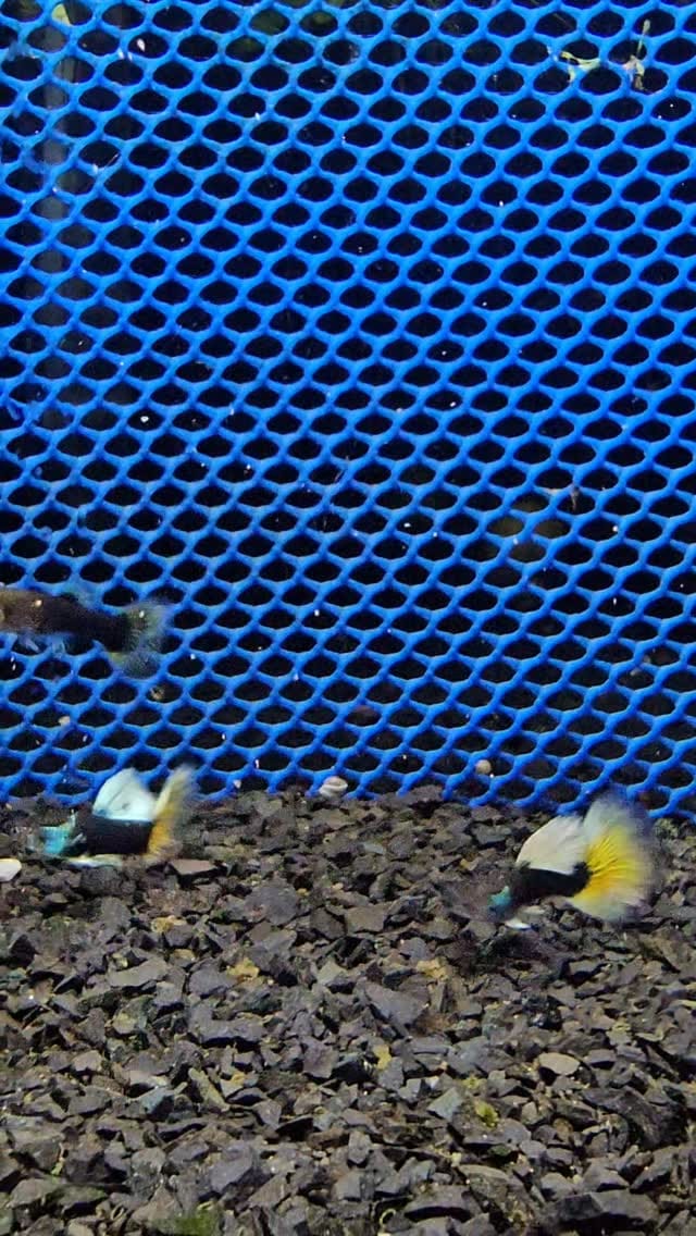 Post 3 by Marchezi Guppy Farm on Instagram (video)