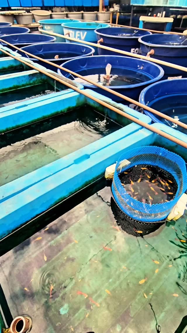 Post 9 by Marchezi Guppy Farm on Instagram (video)