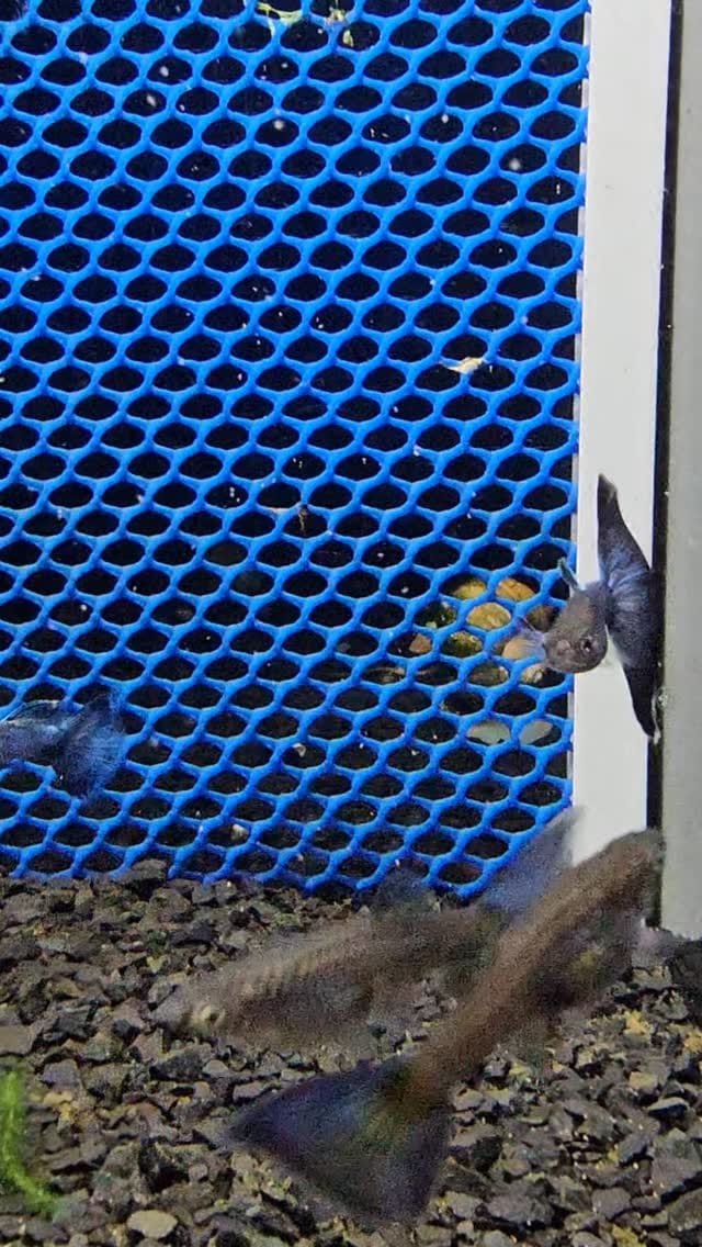 Post 2 by Marchezi Guppy Farm on Instagram (video)