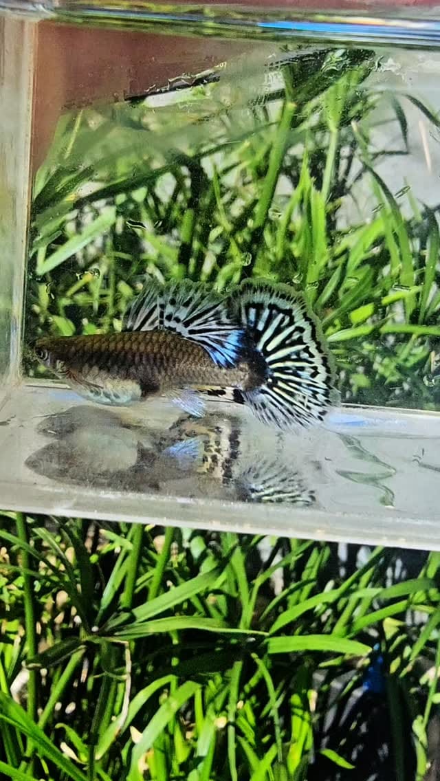 Post 5 by Marchezi Guppy Farm on Instagram (video)