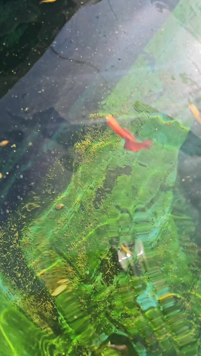 Post 8 by Marchezi Guppy Farm on Instagram (video)