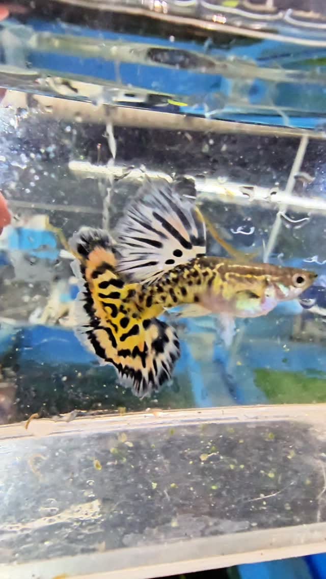 Post 7 by Marchezi Guppy Farm on Instagram (video)