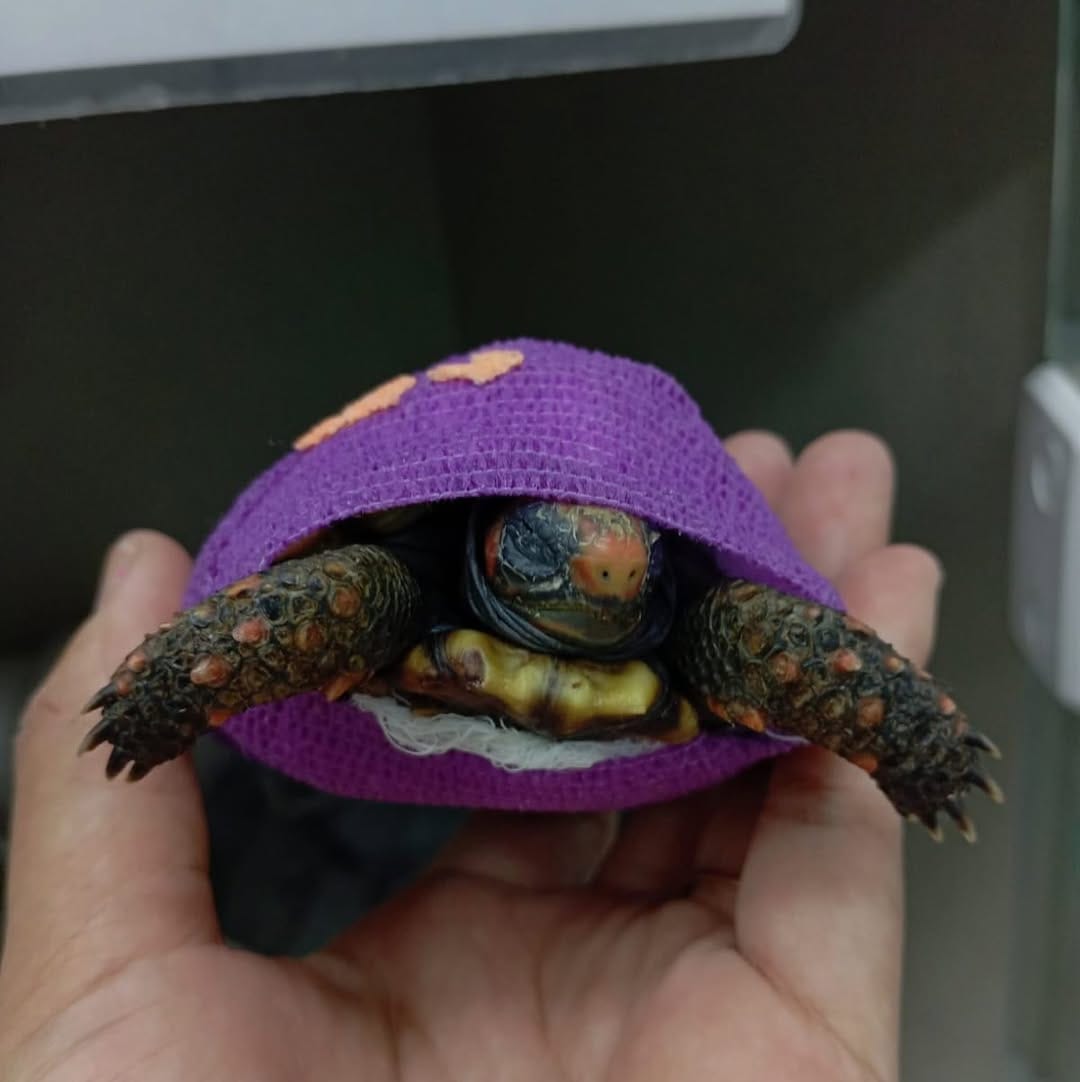 Post 4 by Clínica Veterinária Zoovet - 24 Horas - Silvestres, Cães e Gatos on Instagram (carousel)