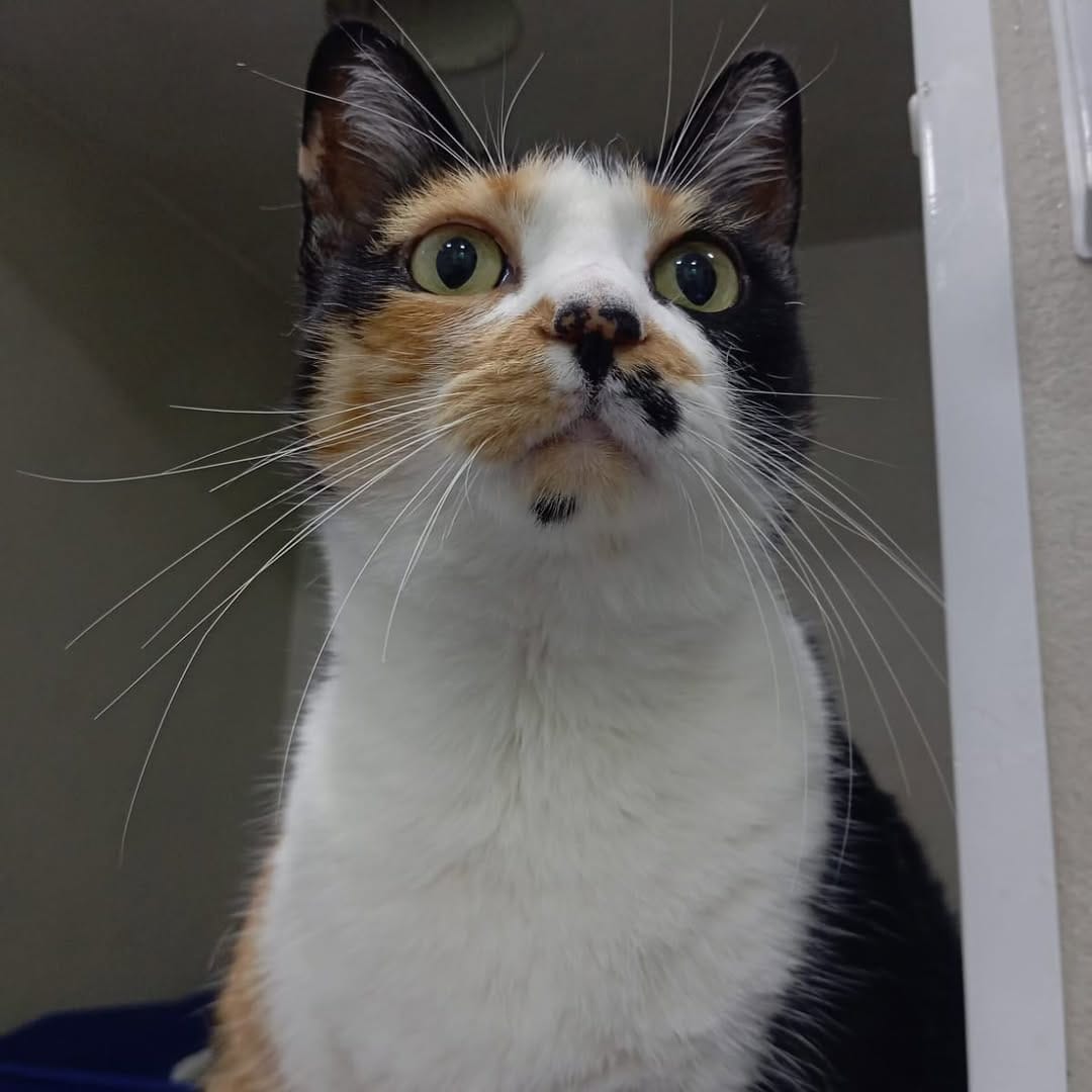 Post 2 by Clínica Veterinária Zoovet - 24 Horas - Silvestres, Cães e Gatos on Instagram (image)