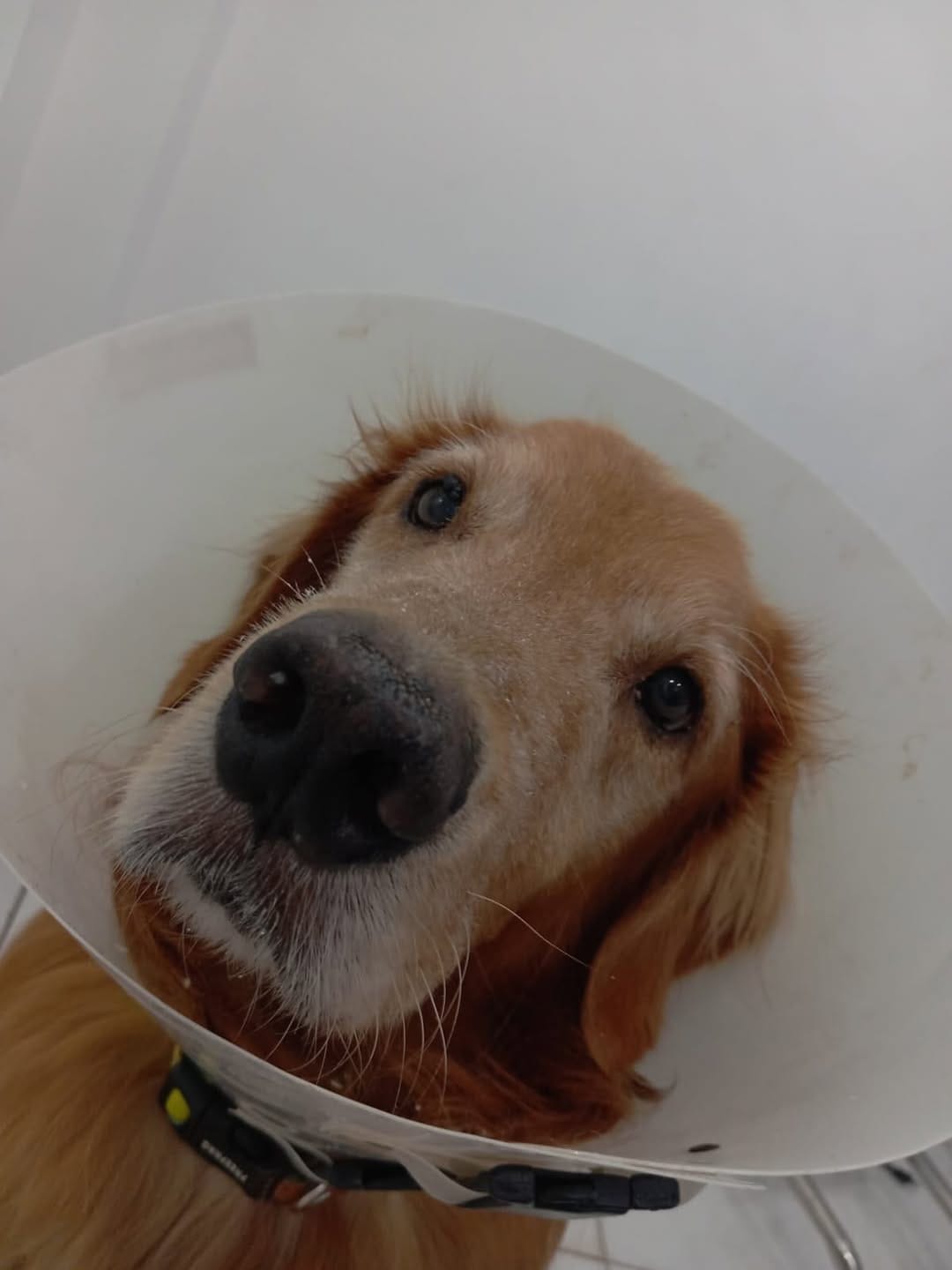 Post 3 by Clínica Veterinária Zoovet - 24 Horas - Silvestres, Cães e Gatos on Instagram (carousel)