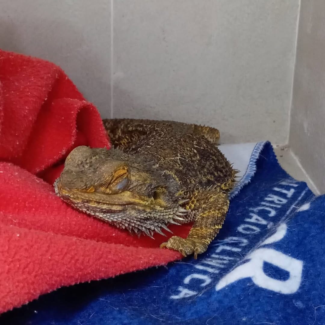 Post 10 by Clínica Veterinária Zoovet - 24 Horas - Silvestres, Cães e Gatos on Instagram (carousel)