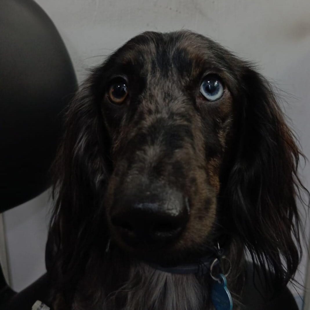 Post 1 by Clínica Veterinária Zoovet - 24 Horas - Silvestres, Cães e Gatos on Instagram (image)