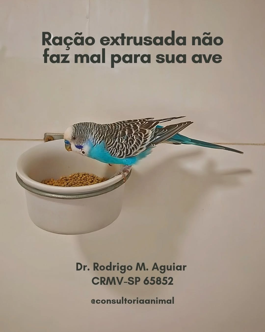 Post 3 by Rodrigo Mendes Aguiar - CRMV-SP 65852 on Instagram (carousel)