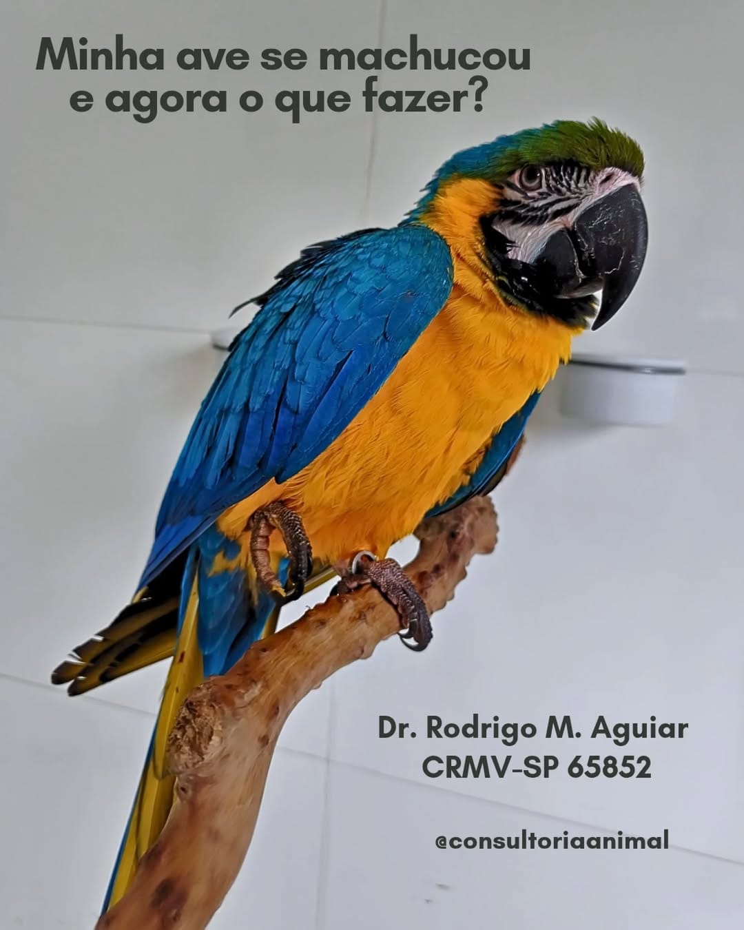 Post 2 by Rodrigo Mendes Aguiar - CRMV-SP 65852 on Instagram (carousel)