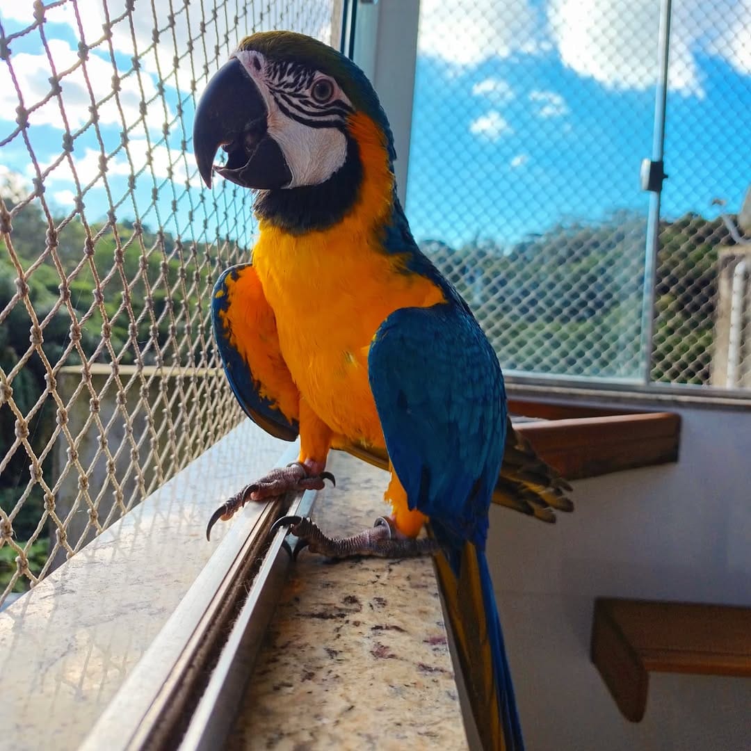 Post 5 by Rodrigo Mendes Aguiar - CRMV-SP 65852 on Instagram (image)