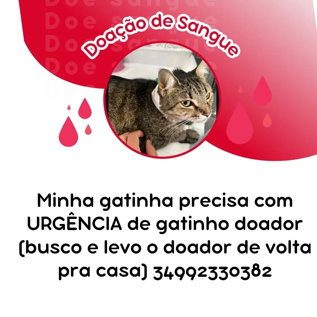 Post 6 by Liga das Patinhas🐾 on Instagram (image)