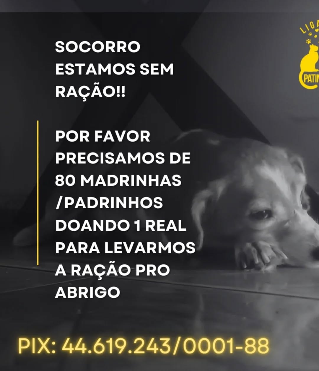 Post 4 by Liga das Patinhas🐾 on Instagram (carousel)