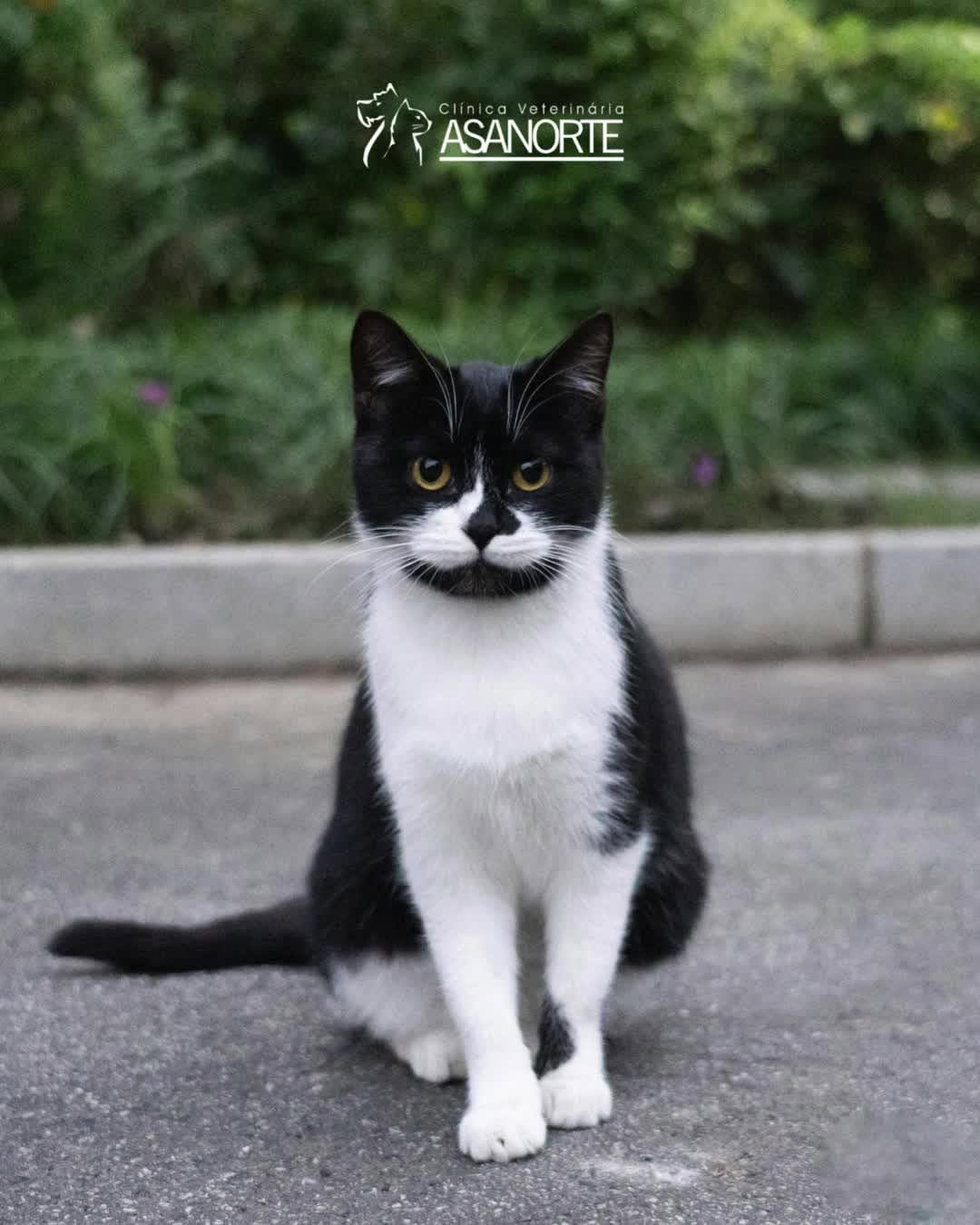 Post 8 by Clínica Veterinária Asa Norte | 24 horas on Instagram (video)