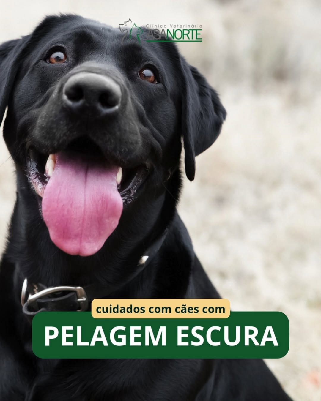 Post 3 by Clínica Veterinária Asa Norte | 24 horas on Instagram (video)