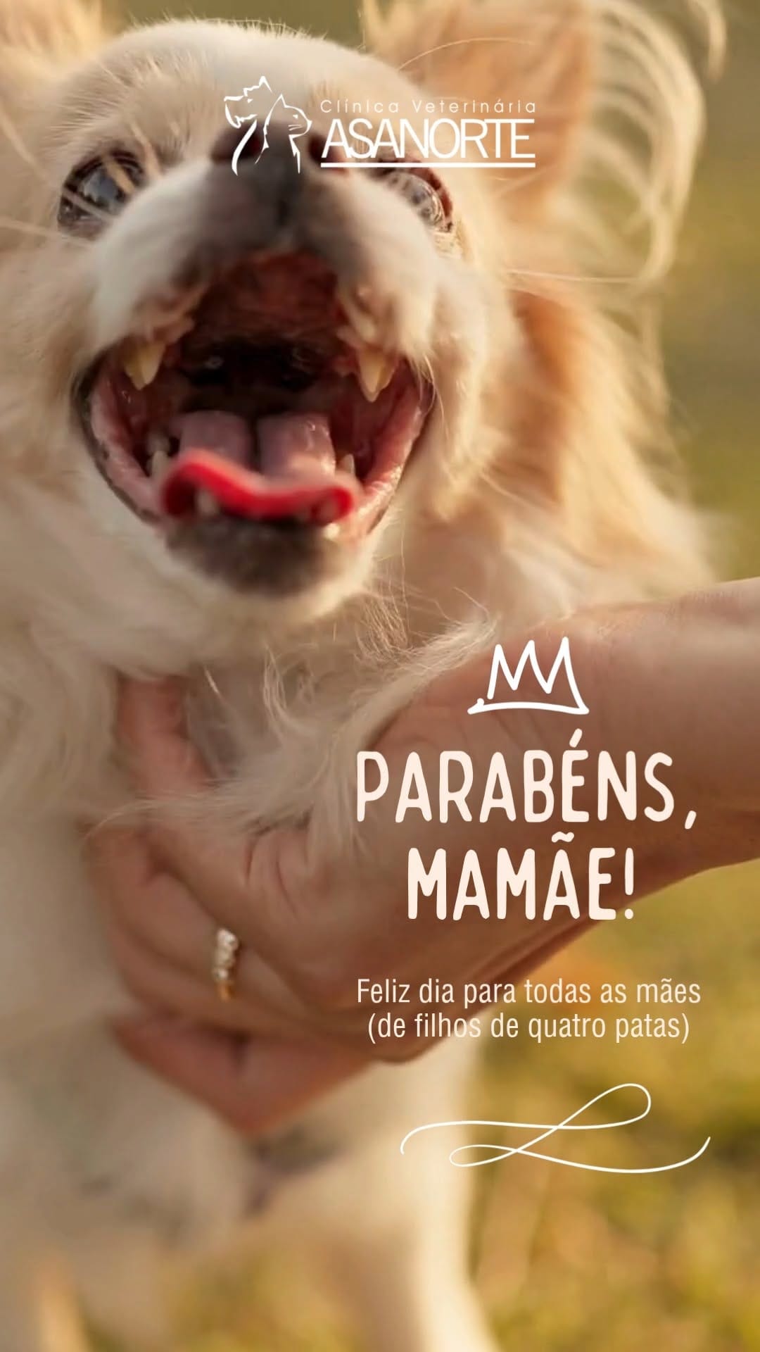 Post 6 by Clínica Veterinária Asa Norte | 24 horas on Instagram (video)