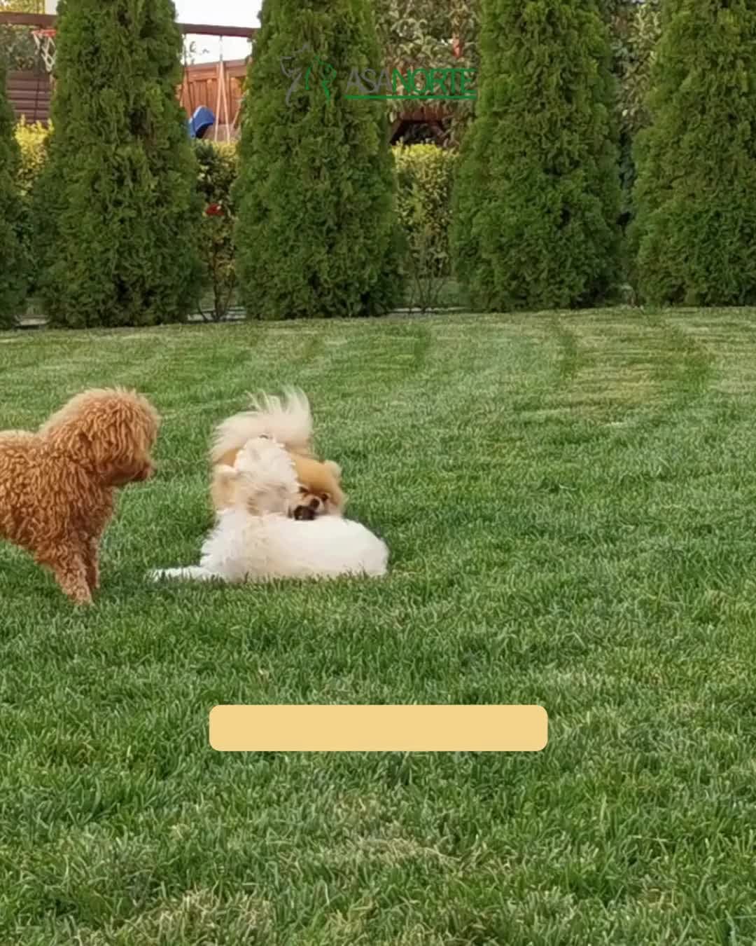 Post 1 by Clínica Veterinária Asa Norte | 24 horas on Instagram (video)