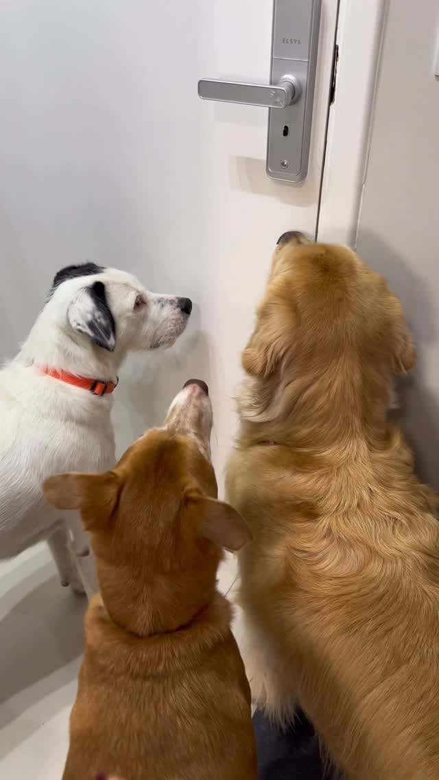 Post 3 by Romulo Micoli - Acupuntura Veterinária São Paulo on Instagram (video)