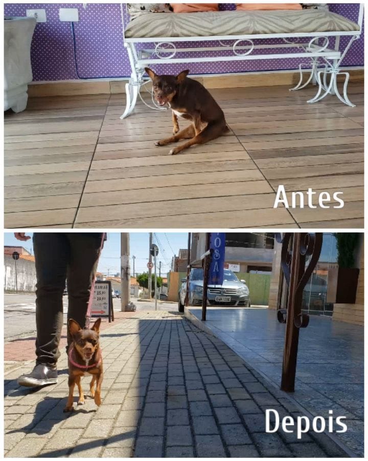 Post 10 by Romulo Micoli - Acupuntura Veterinária São Paulo on Instagram (video)