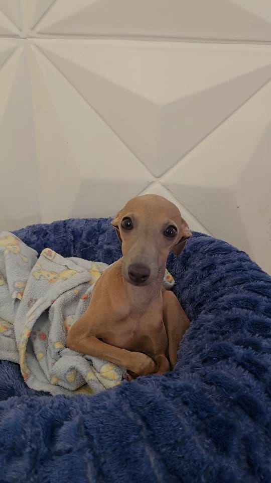 Post 6 by Romulo Micoli - Acupuntura Veterinária São Paulo on Instagram (video)