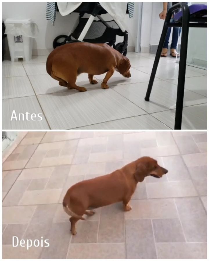 Post 9 by Romulo Micoli - Acupuntura Veterinária São Paulo on Instagram (video)