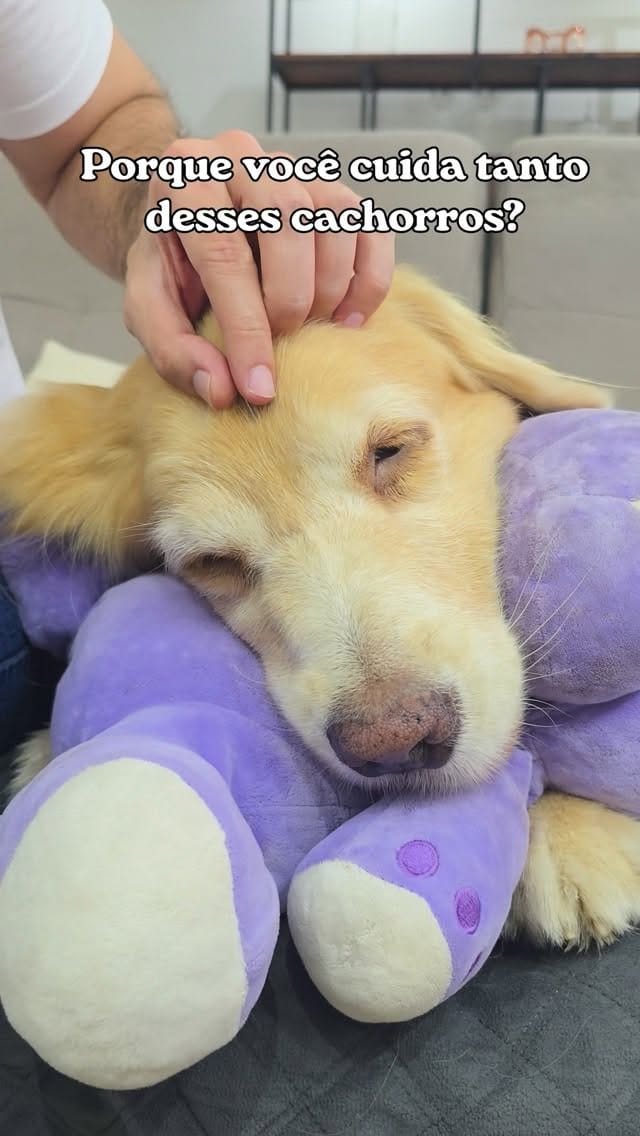 Post 7 by Romulo Micoli - Acupuntura Veterinária São Paulo on Instagram (video)