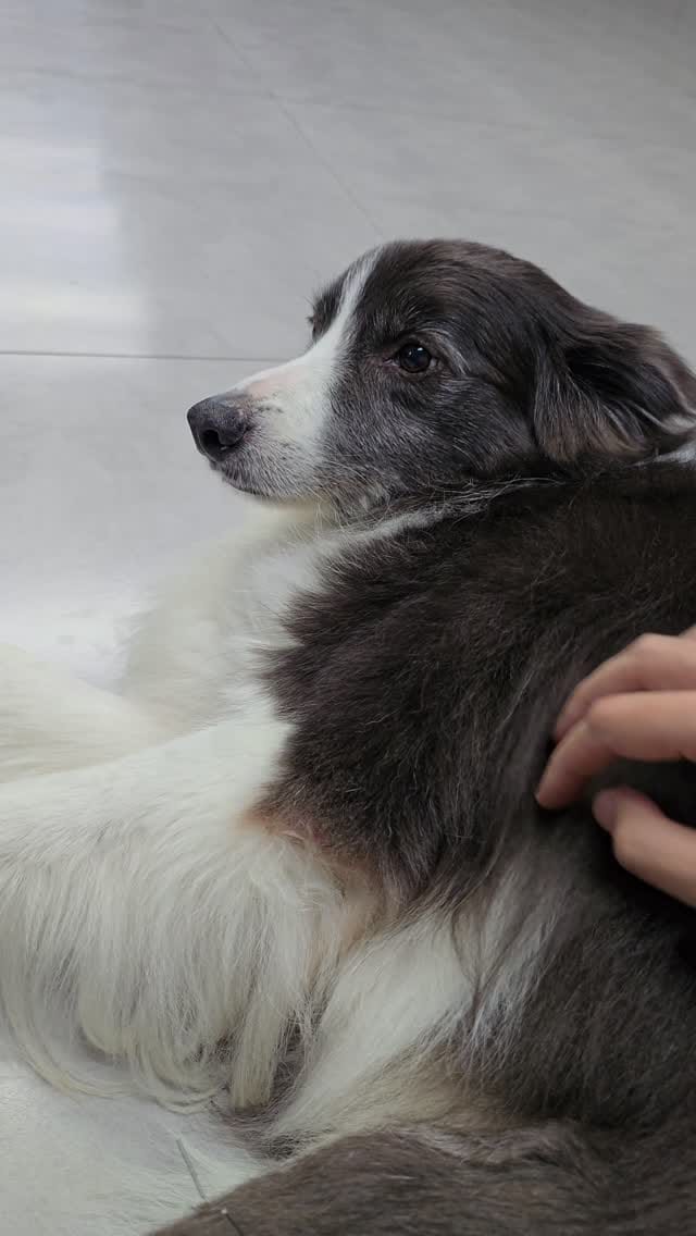 Post 2 by Romulo Micoli - Acupuntura Veterinária São Paulo on Instagram (video)