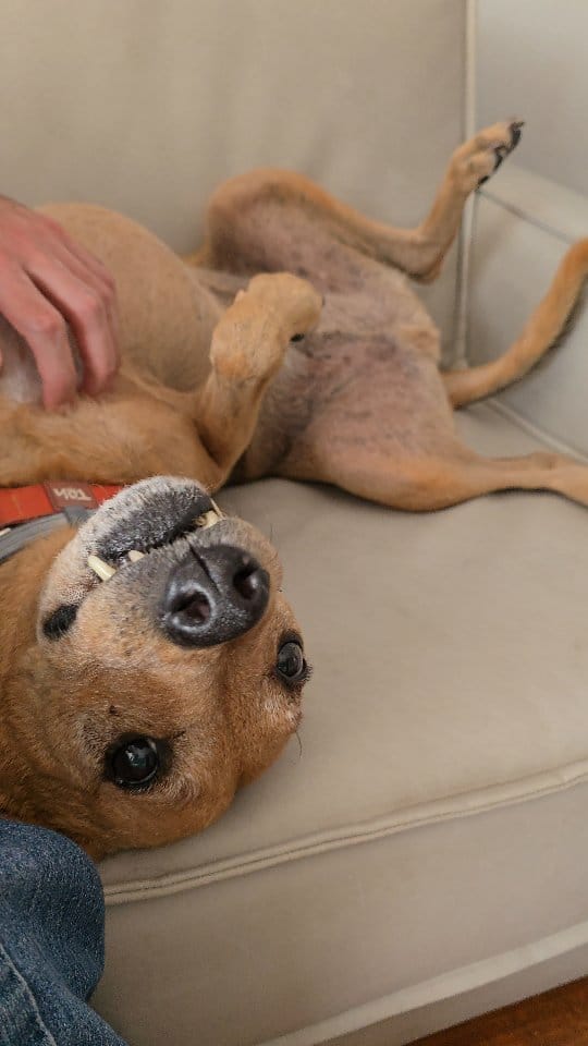 Post 4 by Romulo Micoli - Acupuntura Veterinária São Paulo on Instagram (video)
