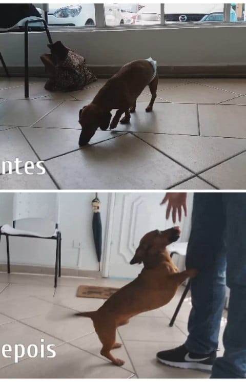 Post 8 by Romulo Micoli - Acupuntura Veterinária São Paulo on Instagram (video)