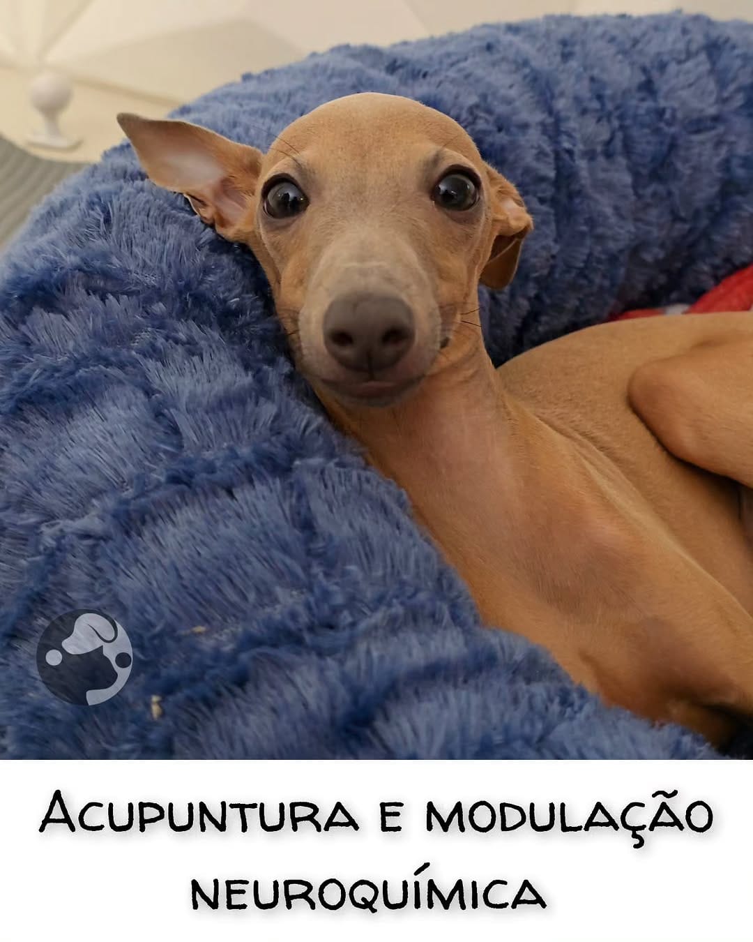 Post 5 by Romulo Micoli - Acupuntura Veterinária São Paulo on Instagram (image)