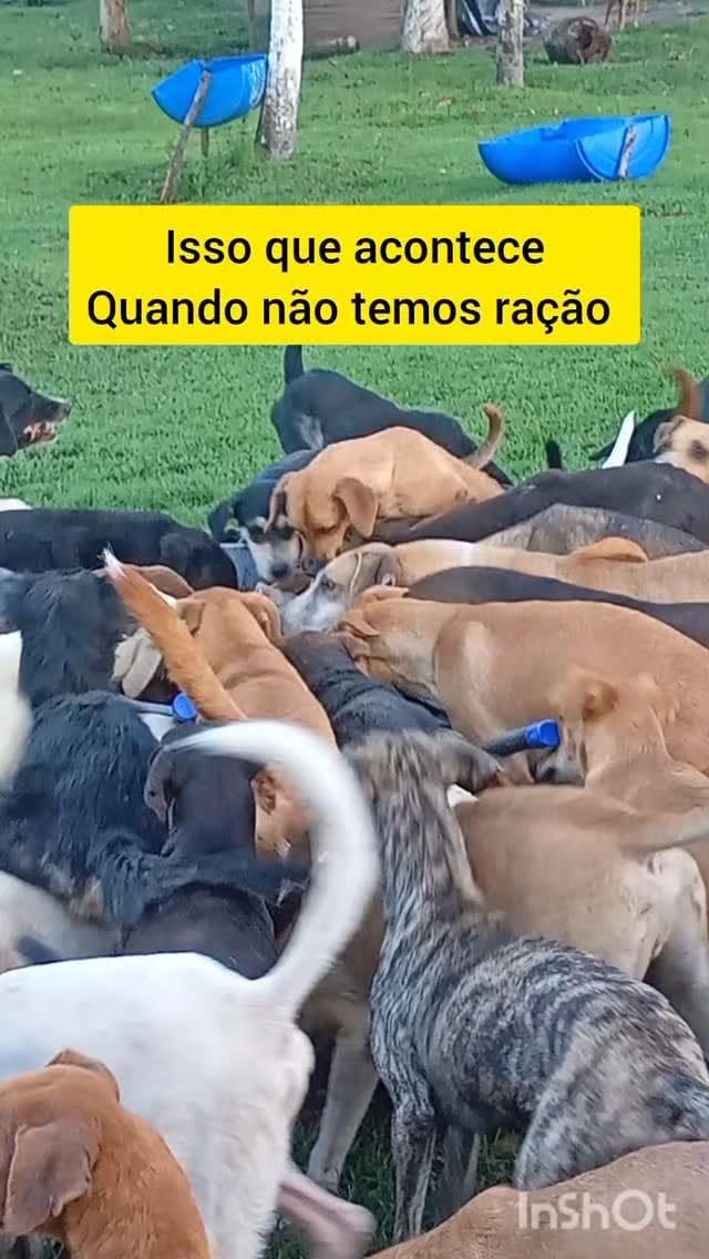 Post 9 by PROAR - Projeto Animais de Rua on Instagram (video)