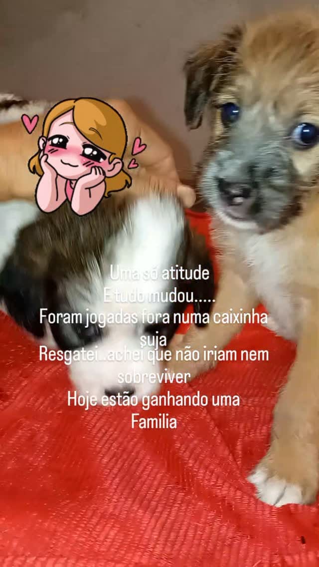 Post 7 by PROAR - Projeto Animais de Rua on Instagram (video)