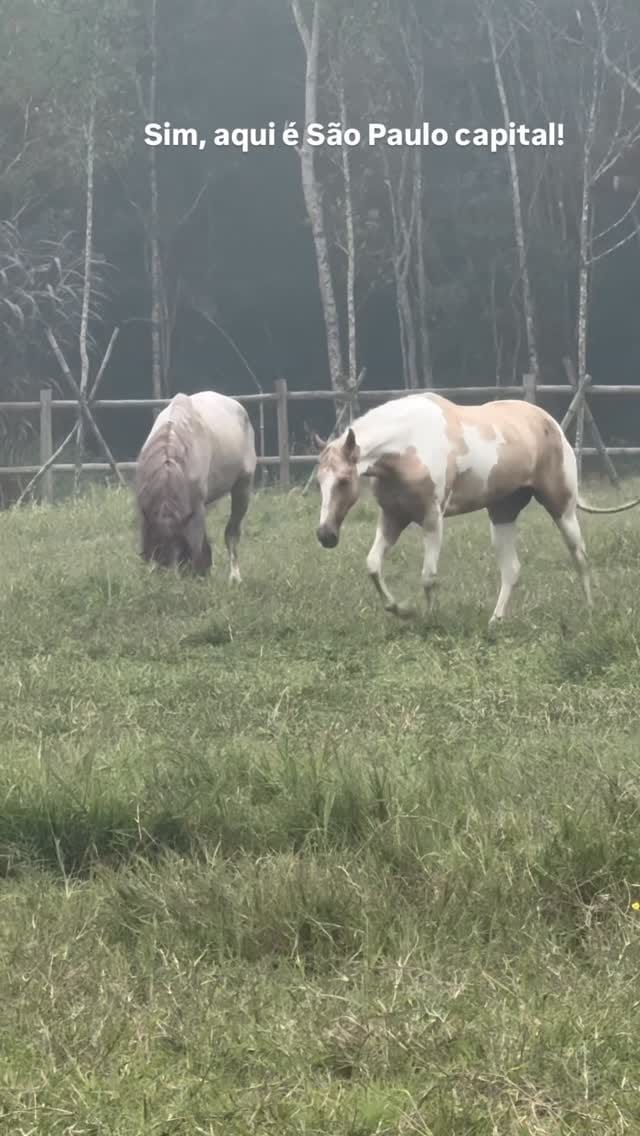 Post 9 by Coudelaria das Araucárias on Instagram (video)