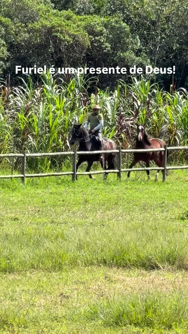 Post 7 by Coudelaria das Araucárias on Instagram (video)