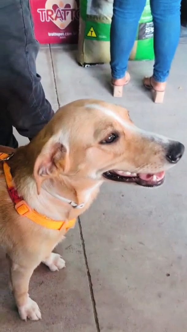 Post 6 by RRV DISTRIBUIDORA | AGROPET on Instagram (video)