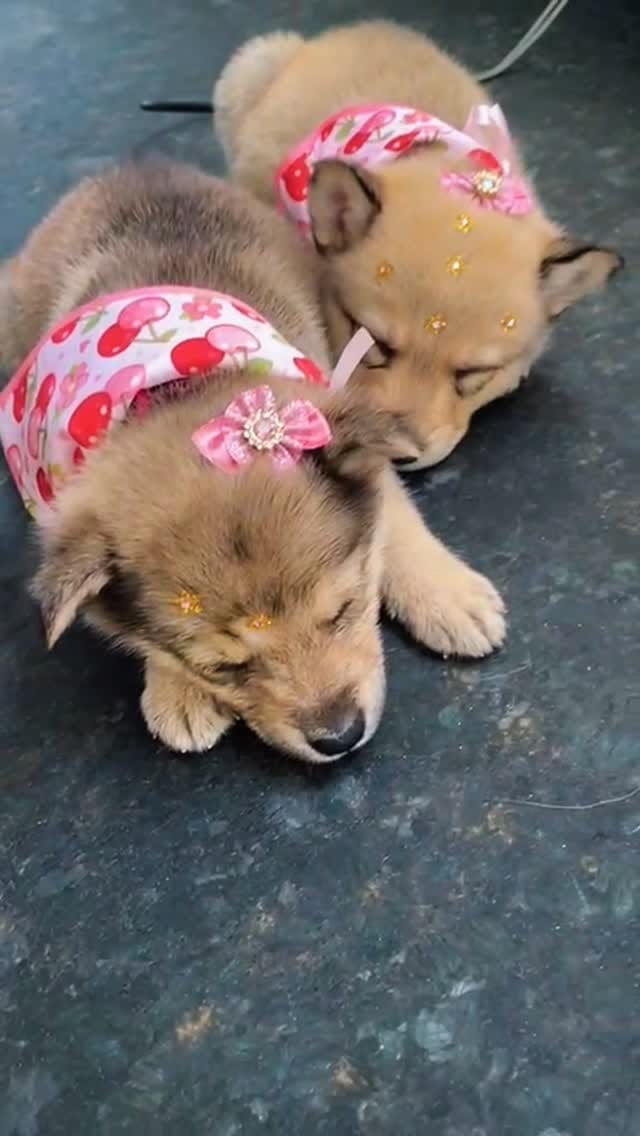 Post 8 by Clínica Veterinária e Petshop on Instagram (video)