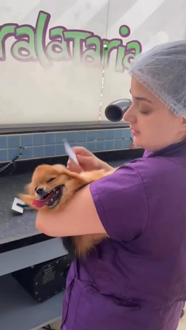 Post 7 by Clínica Veterinária e Petshop on Instagram (video)
