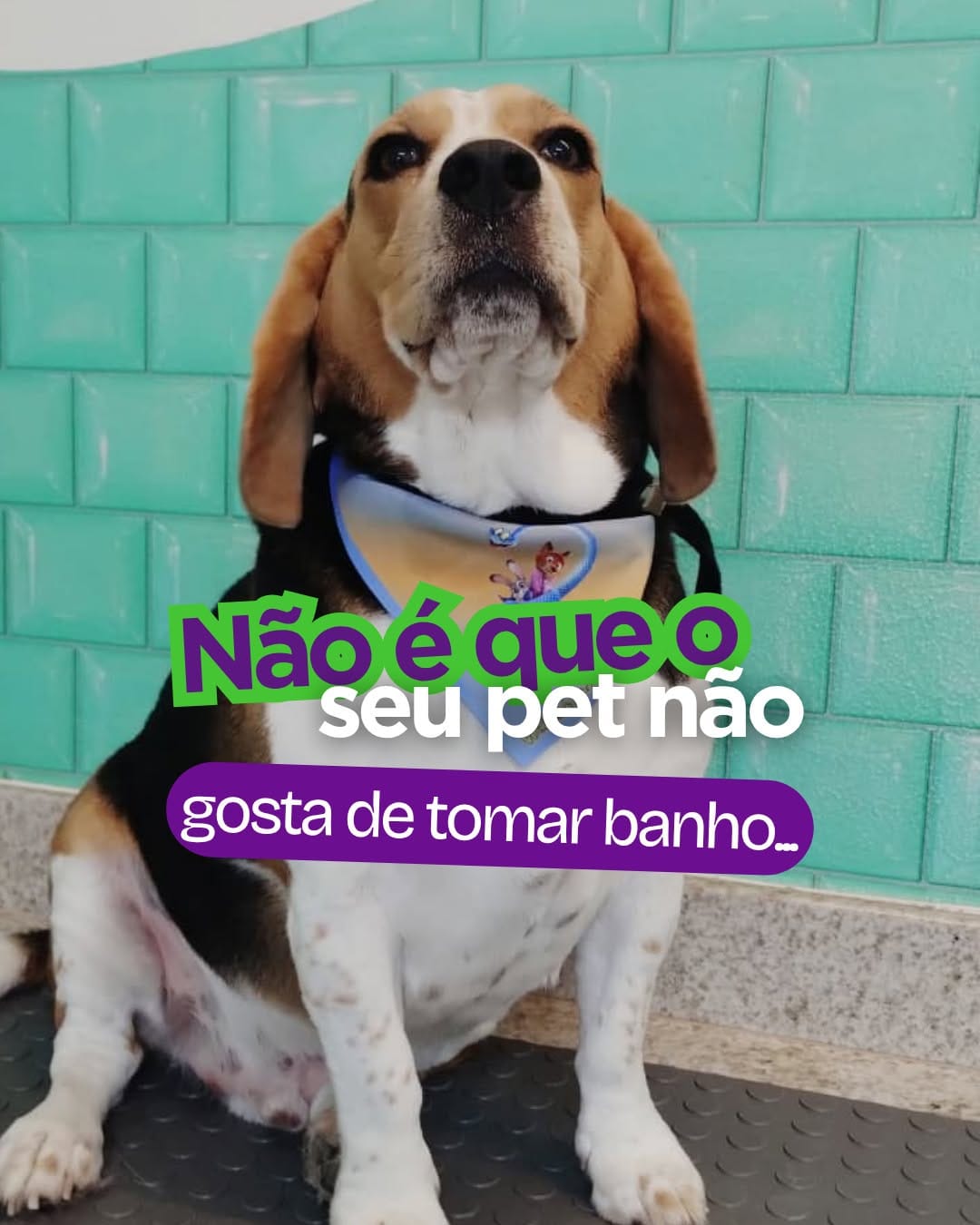 Post 3 by Clínica Veterinária e Petshop on Instagram (carousel)