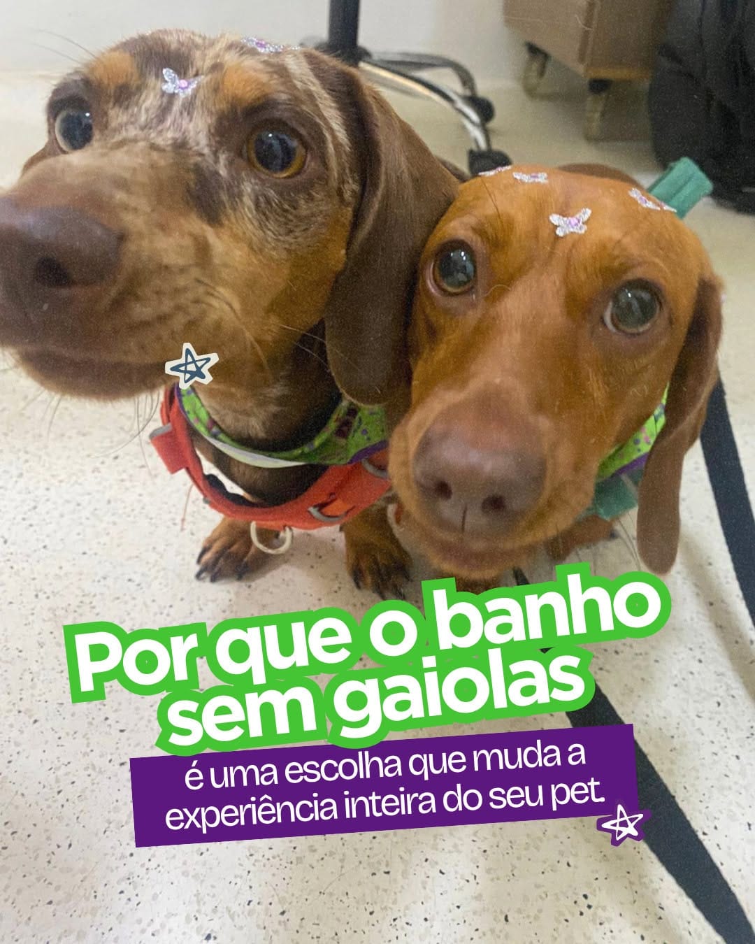 Post 5 by Clínica Veterinária e Petshop on Instagram (carousel)