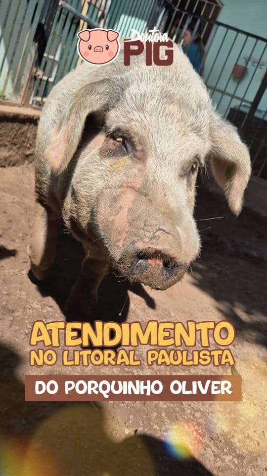 Post 1 by Doutora Pig on Instagram (video)