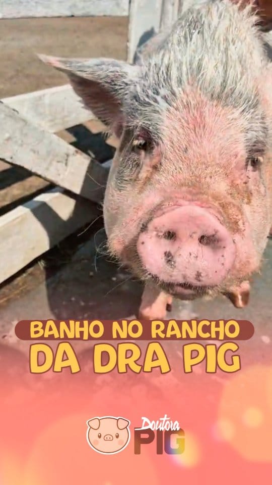 Post 10 by Doutora Pig on Instagram (video)