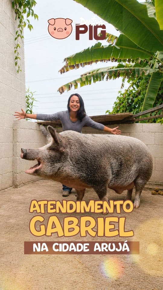 Post 4 by Doutora Pig on Instagram (video)