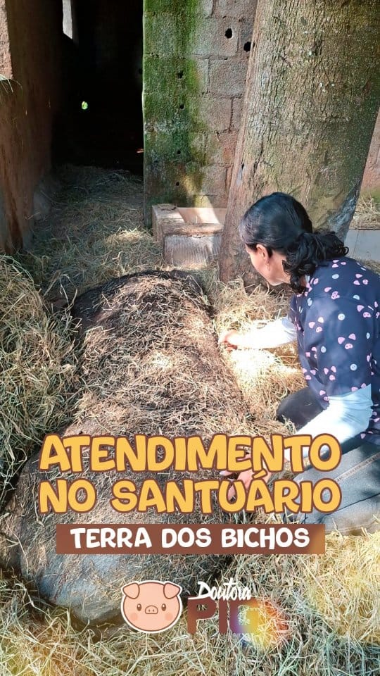 Post 7 by Doutora Pig on Instagram (video)