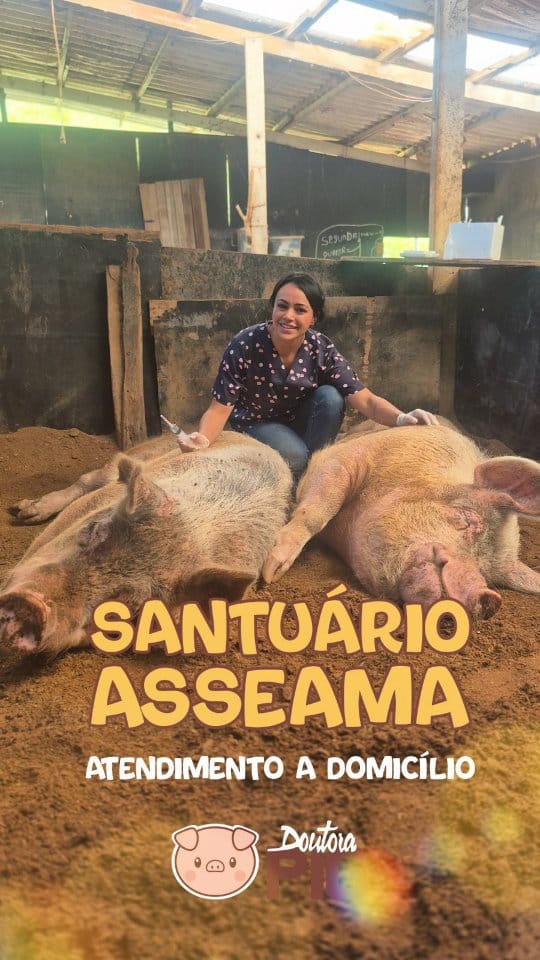 Post 6 by Doutora Pig on Instagram (video)