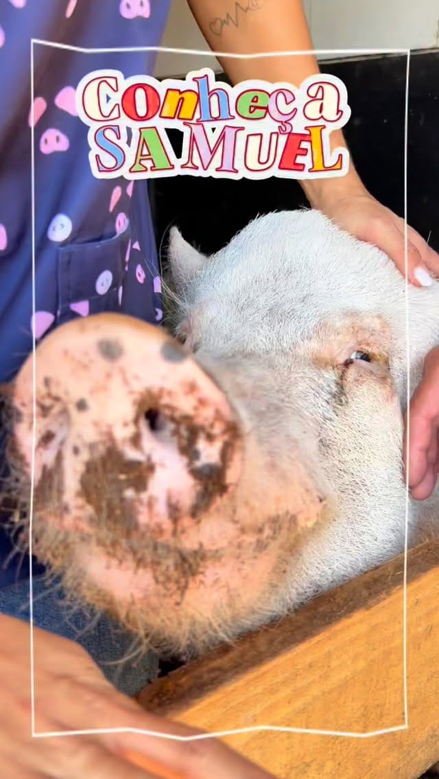 Post 9 by Doutora Pig on Instagram (video)