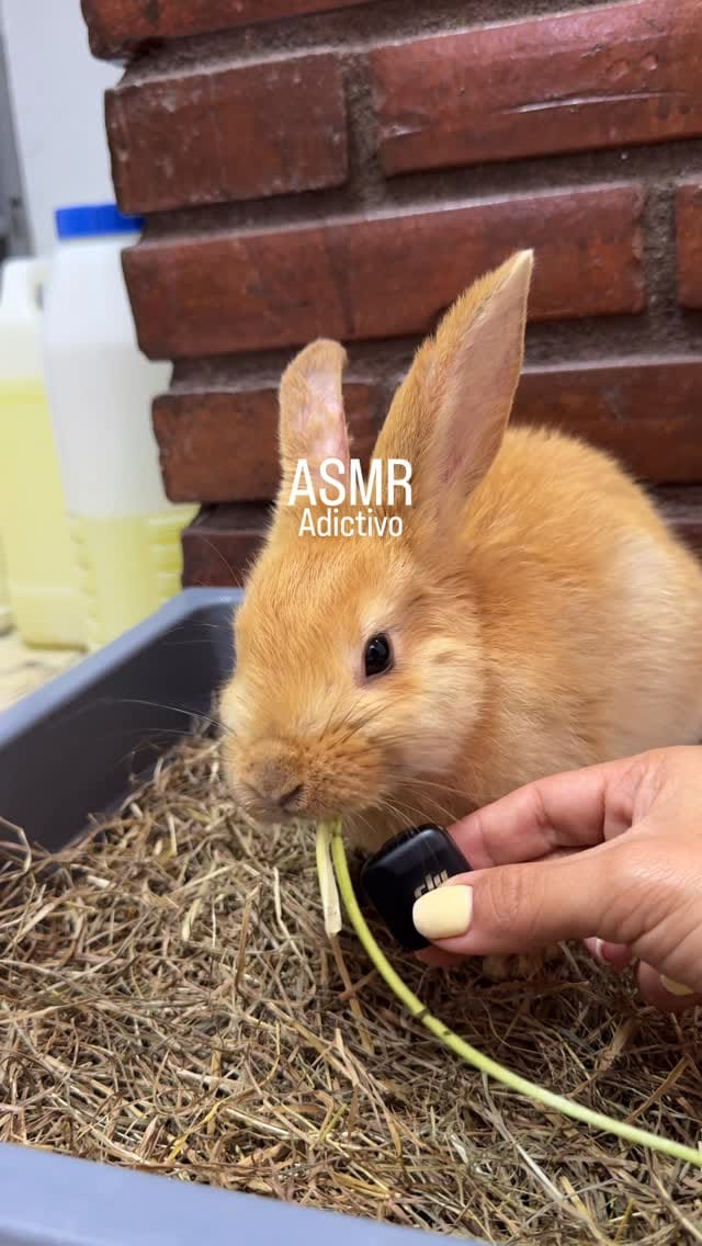 Post 4 by Clínica Veterinaria Exóticos on Instagram (video)