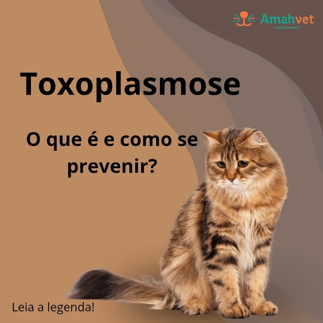Post 8 by AmahVet Clínica Veterinária on Instagram (image)